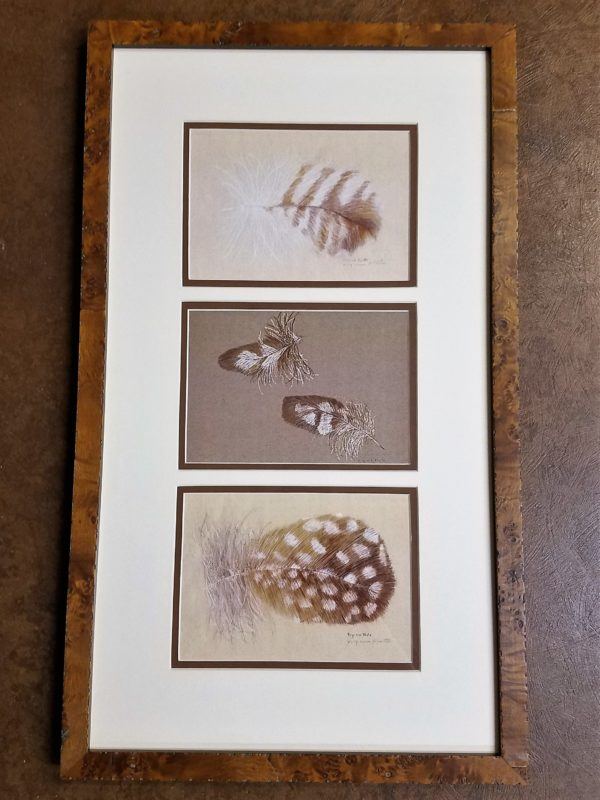 Multiple feather drawings