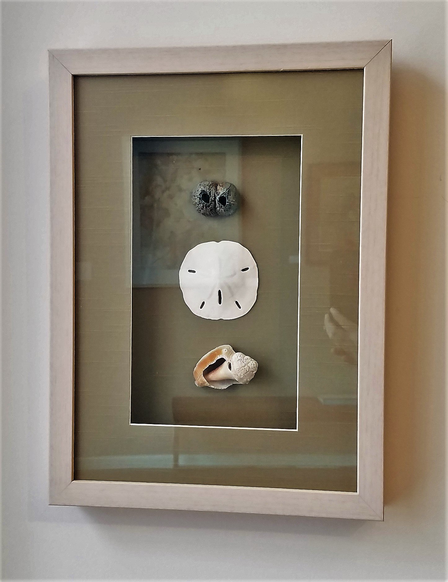 Framed Sea Shells